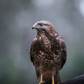 Buizerd van Tom Zwerver
