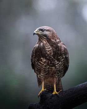 Buizerd