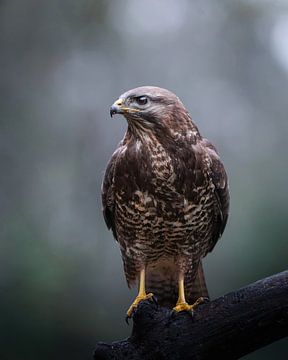 Buizerd van Tom Zwerver