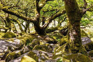 Wistman's wood