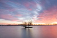 Solitaire boom bij zonsondergang