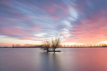 Solitaire boom bij zonsondergang van Elroy Spelbos Fotografie