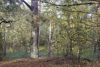 Zonnig bos