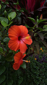 Red Hibiscus flower or Red Gumamela flower