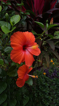 Fleur d'hibiscus rouge ou fleur de gumamela rouge