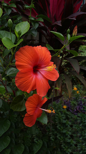 Red Hibiscus flower or Red Gumamela flower