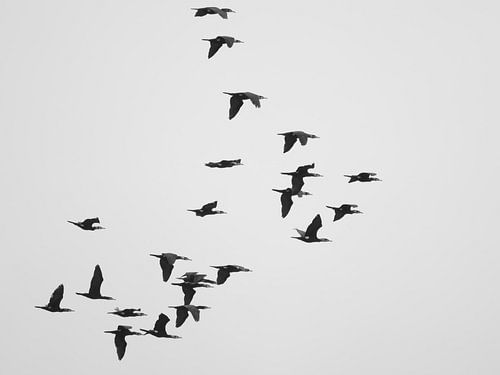 A Flock of Cormorants