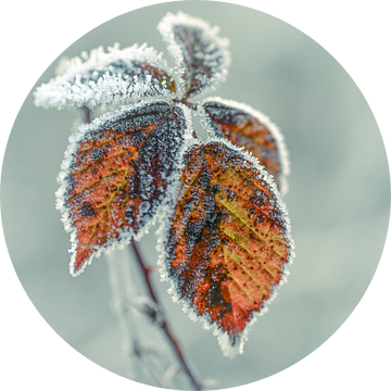 Wolfhezerheide part 149