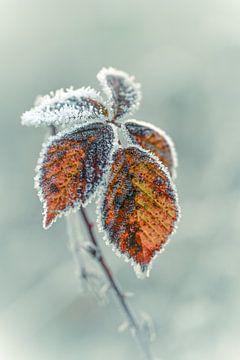 Wolfhezerheide part 149