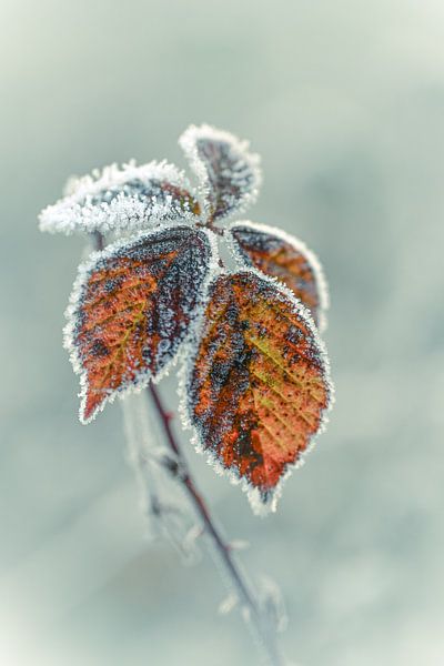 Wolfhezerheide partie 149 par Tania Perneel