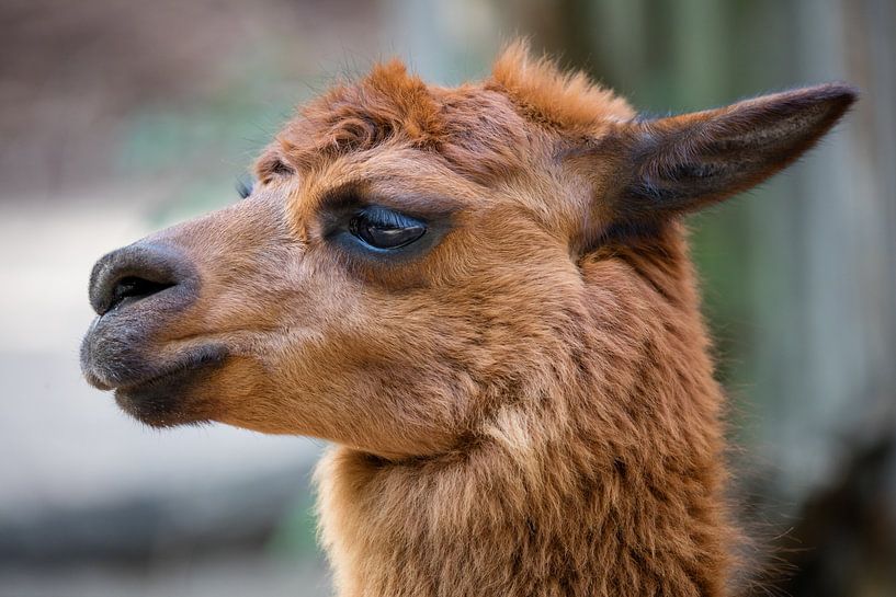 Bruine Lama met heel veel haar tegen donkere achtergrond van Joost Adriaanse