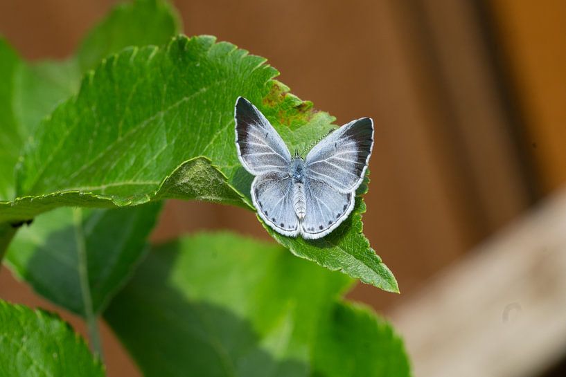Azuré du paludisme Celastrina argiolus sur une feuille par Animaflora PicsStock