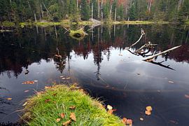 Waldsee von Marko Sarcevic
