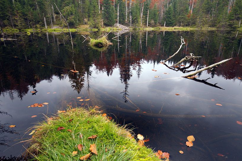 Forest lake by Marko Sarcevic