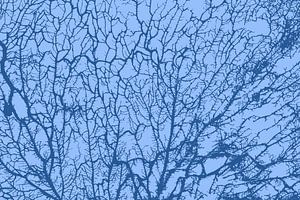 Die Seele des Waldes Blau