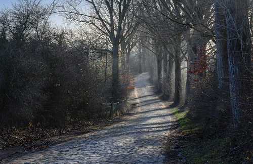 kurvenreiche Landstraße mit Kopfsteinpflaster und alten Bäumen am Straßenrand bei kaltem Winterseite