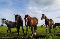Paarden in de Wei 4 van Brian Morgan thumbnail