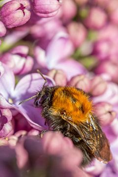 Biene auf Flieder von Erik de Rijk