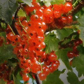 Currant by Andreas Wemmje