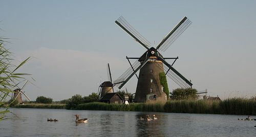 Ganzen in Kinderdijk