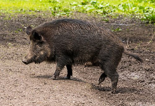 Wild boar