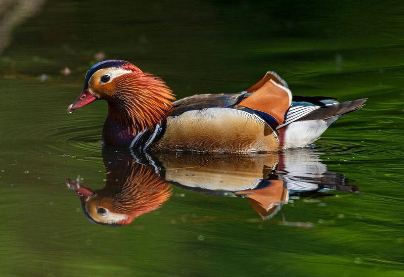 Mandarin duck in a pond in the middle of the Veluwe forest by Merijn Loch