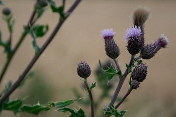 Purple thistle in the gentle stillness of the evening