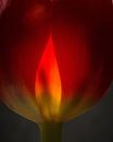 Tulp in vuur en vlam 45 van Herman van Ommen thumbnail