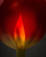 Tulp in vuur en vlam 45