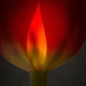 Tulp in vuur en vlam 45 van Herman van Ommen