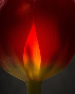 Tulp in vuur en vlam 45 van Herman van Ommen