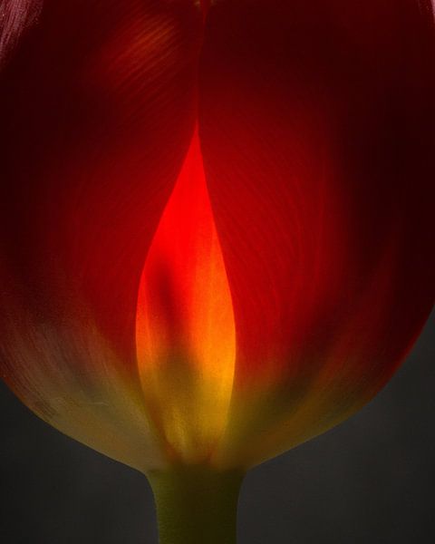  Tulip ablaze 45 by Herman van Ommen