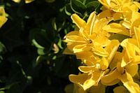 Bloemen in Italië