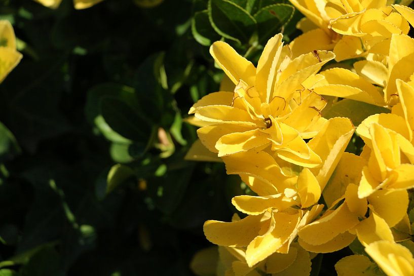 Bloemen in Italië by Charissa Oudejans