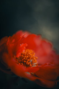 The red Peony