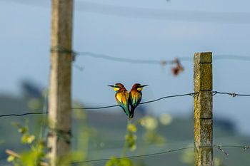 een hart en een ziel...