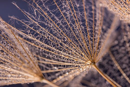 Druppels hangend in de lijnen  van de pluizenbol