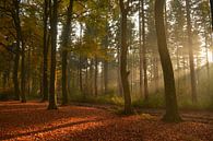 Bos met zonnestralen in de herfst van Klaas Dozeman thumbnail