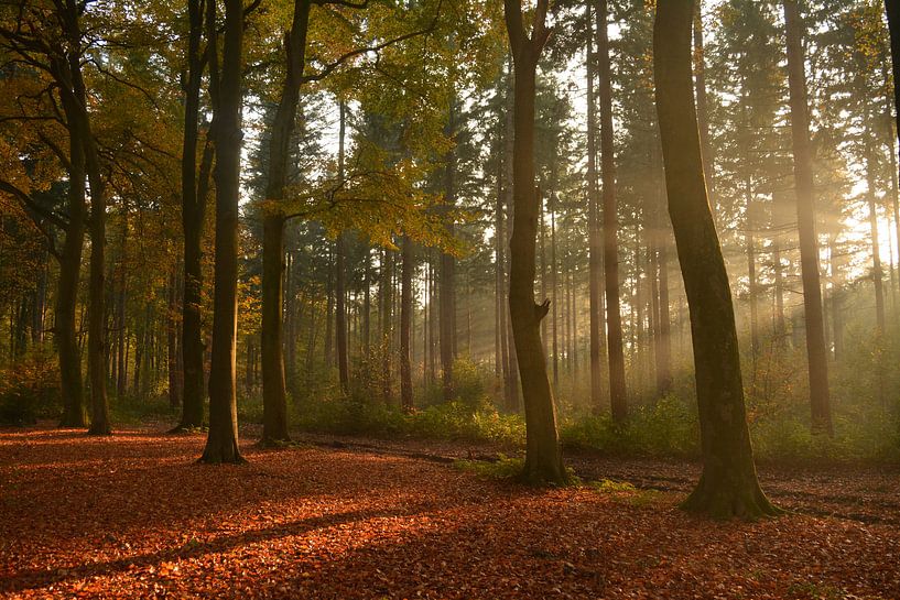 Bos met zonnestralen in de herfst van Klaas Dozeman