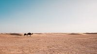 Kamelen in Marokko van Andy Troy thumbnail