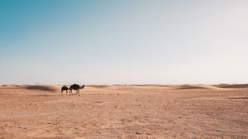 Camels in Morocco by Andy Troy