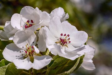 Pear blossom in the Betuwe, Netherlands (2) by Adelheid Smitt