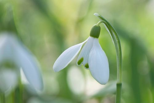 Snowdrop