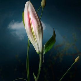 Casplantjes - Budded Lily van Cas Slagboom