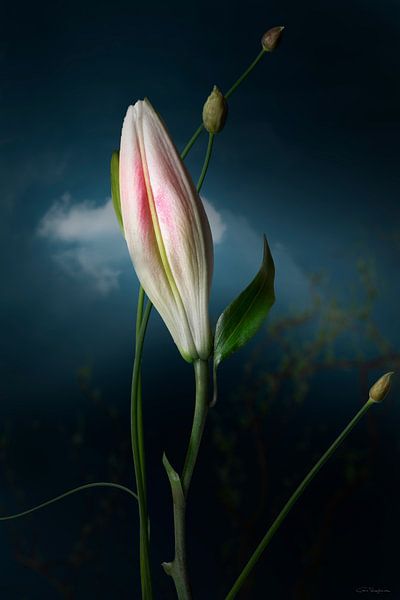 Casplantjes - Budded Lily by Cas Slagboom