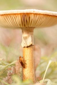 Pilz mit Insekt.
