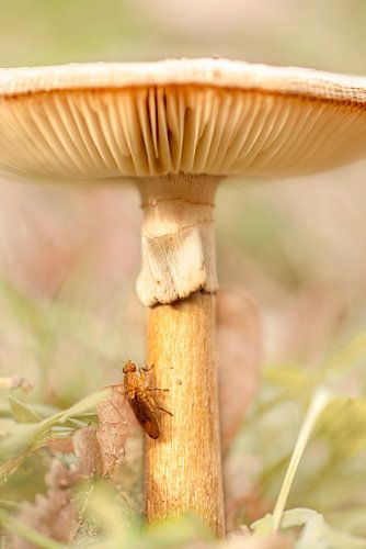 Champignon avec insecte.