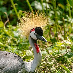 Prachtige kop van de kraanvogel.
