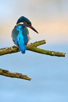 IJsvogel
