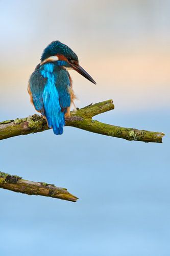 IJsvogel
